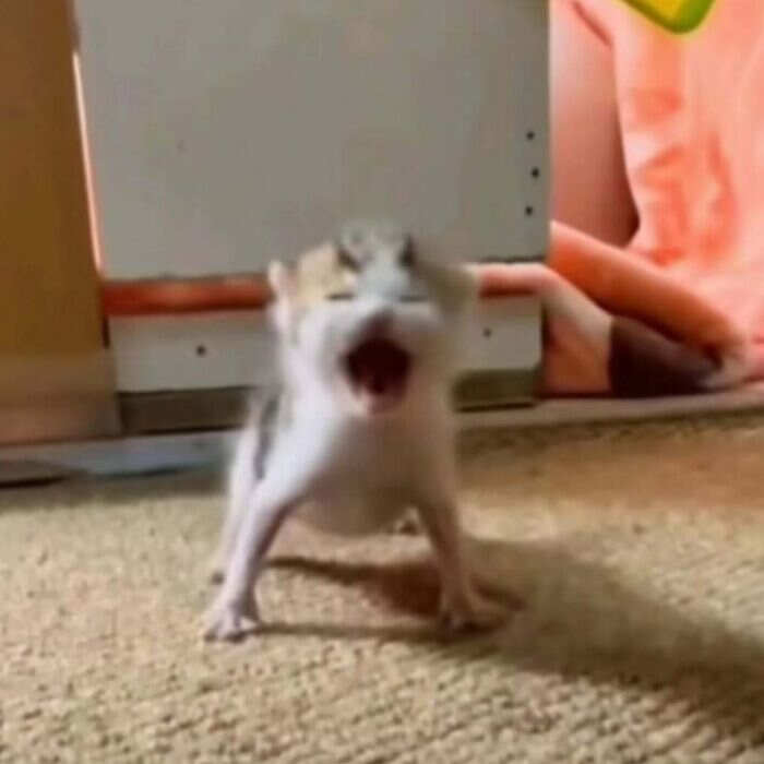 foto gatti buonumore foto gatti buonumore