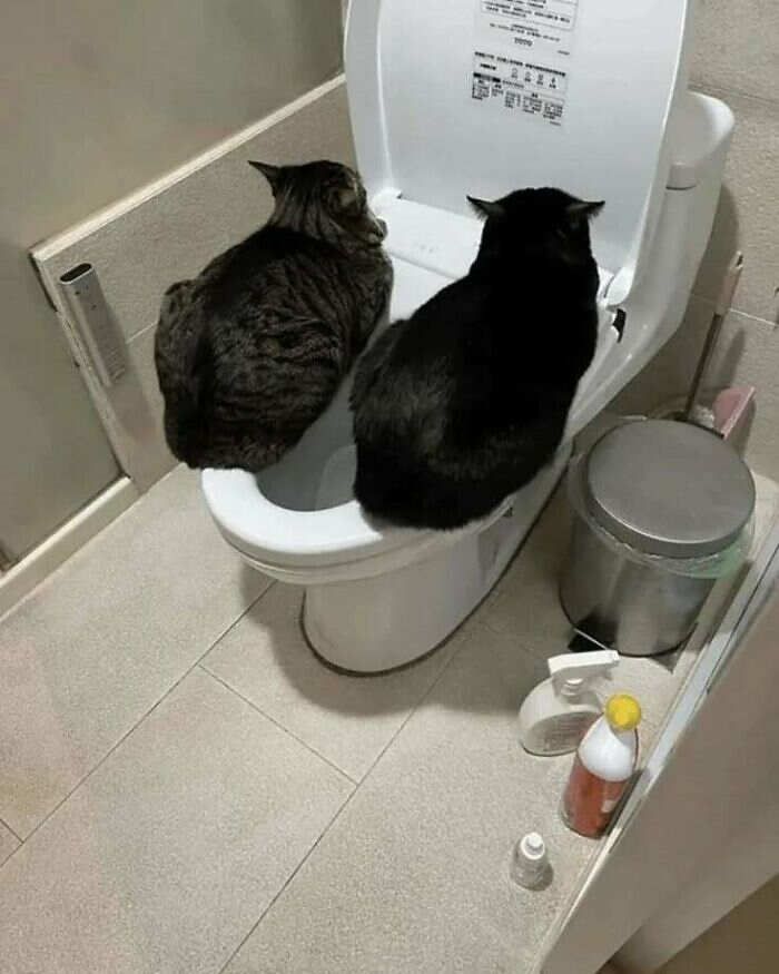 foto gatti buonumore foto gatti buonumore