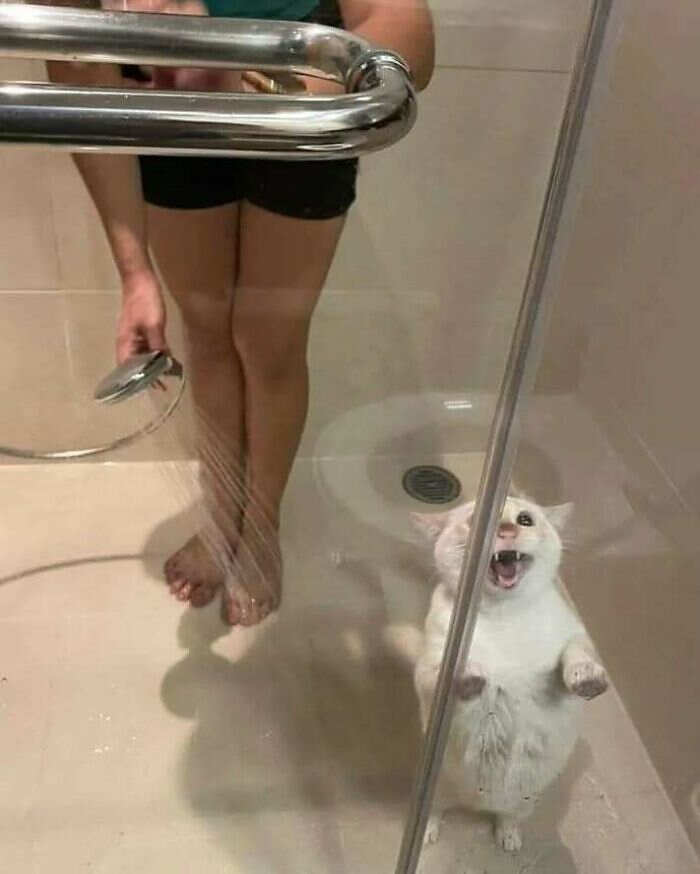 foto gatti buonumore foto gatti buonumore