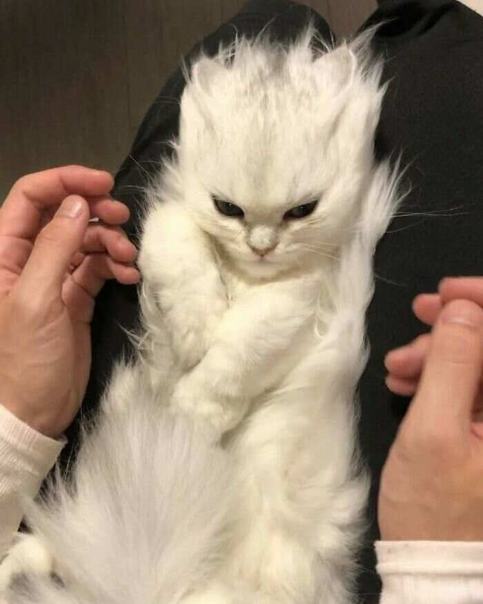foto gatti buonumore foto gatti buonumore