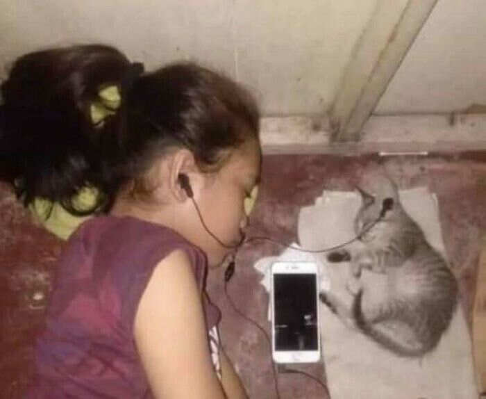 foto gatti buonumore foto gatti buonumore