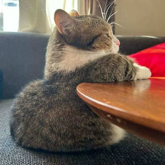 foto gatti buonumore foto gatti buonumore