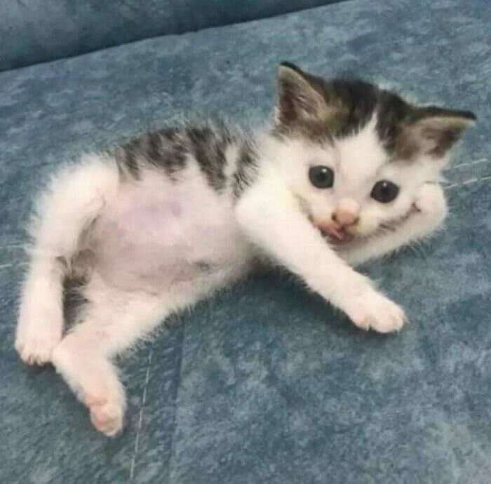 foto gatti buonumore foto gatti buonumore