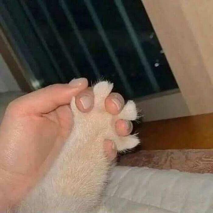 foto gatti buonumore foto gatti buonumore