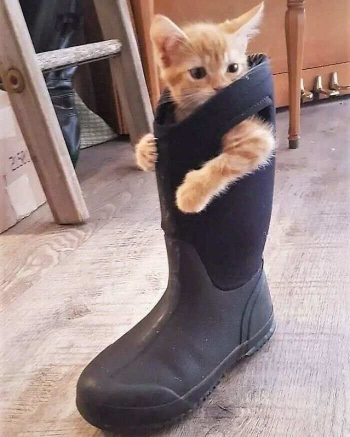 foto gatti buonumore foto gatti buonumore