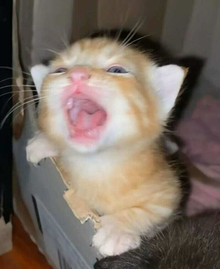 foto gatti buonumore foto gatti buonumore