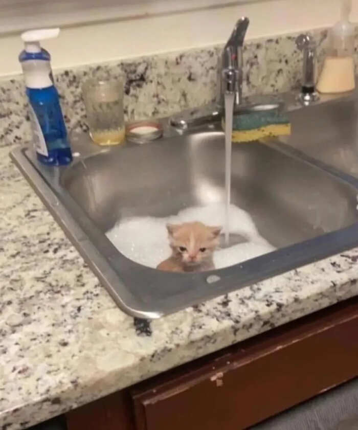 foto gatti buonumore foto gatti buonumore