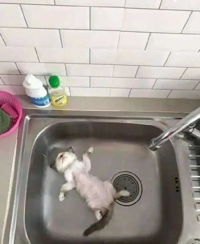 foto gatti buonumore foto gatti buonumore