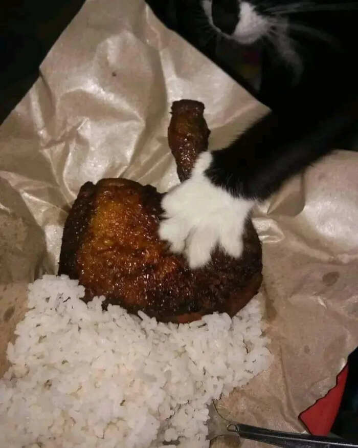 foto gatti buonumore foto gatti buonumore