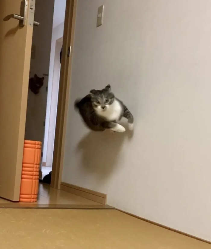 foto gatti buonumore foto gatti buonumore