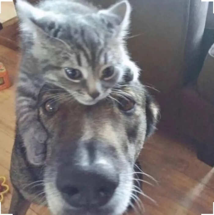 foto gatti buonumore foto gatti buonumore