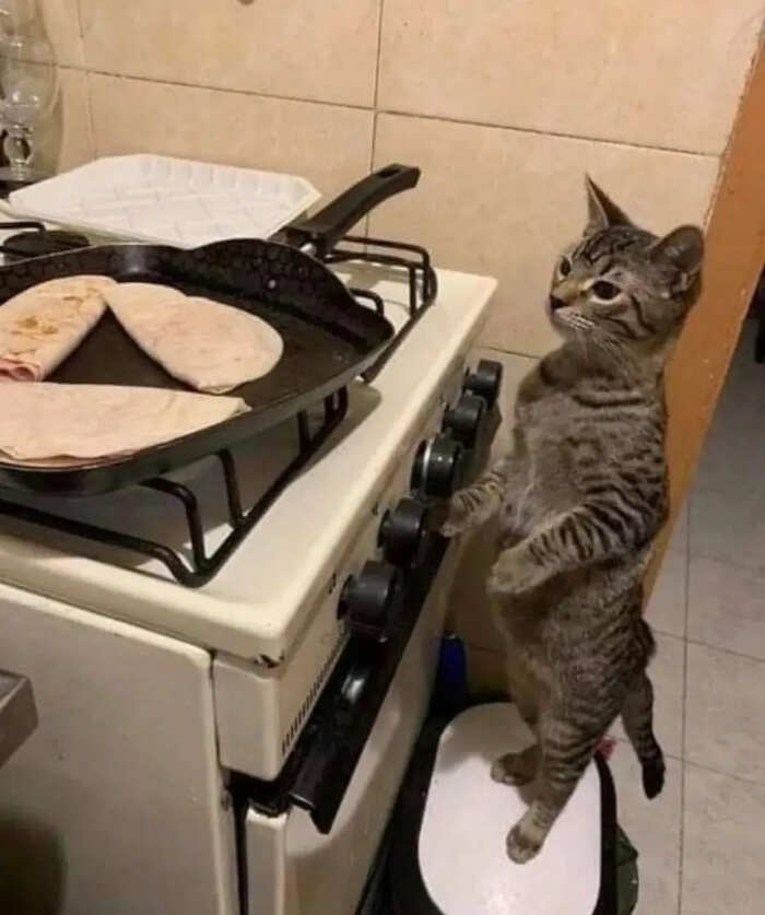 foto gatti buonumore foto gatti buonumore