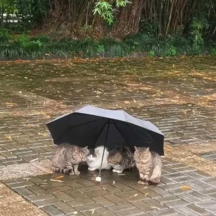 foto gatti buonumore foto gatti buonumore