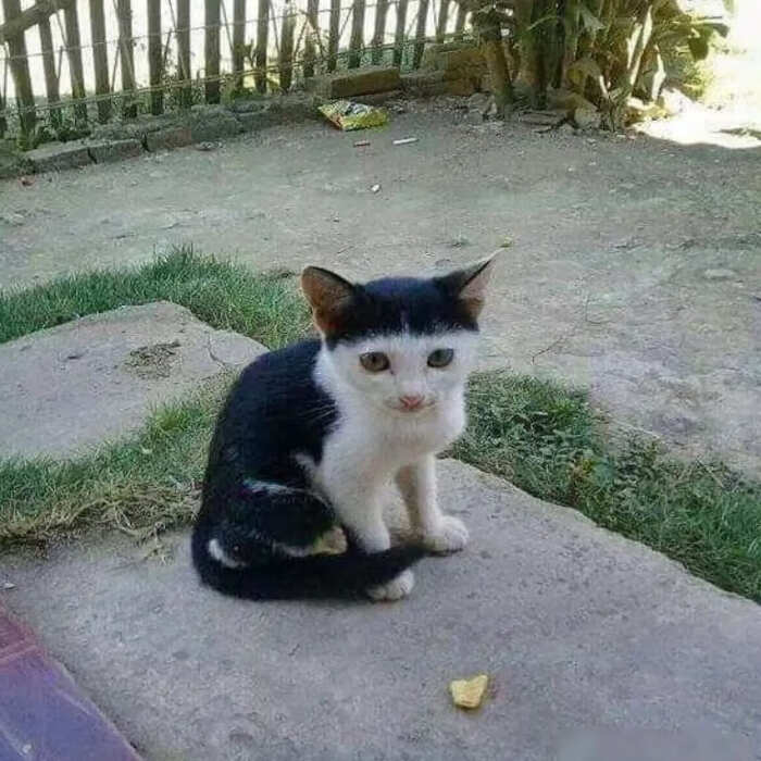 foto gatti buonumore foto gatti buonumore