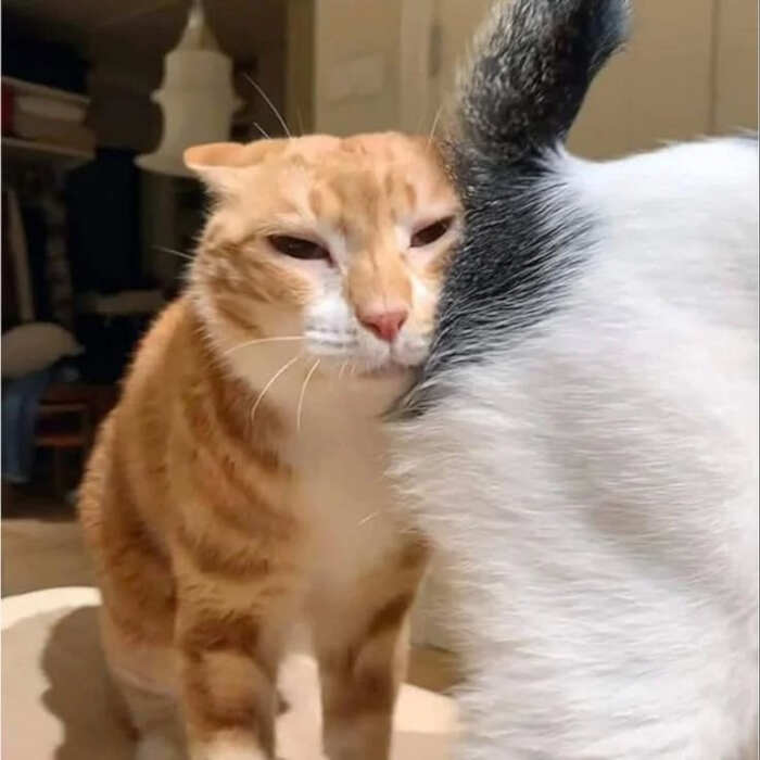 foto gatti buonumore foto gatti buonumore