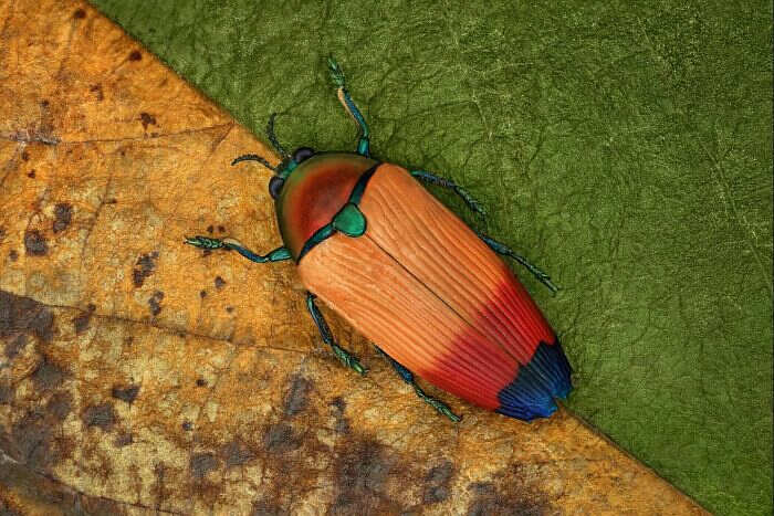 foto macro insetti ragni Mofeed Abu Shalwa foto macro insetti ragni Mofeed Abu Shalwa