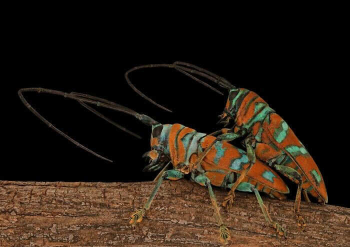 foto macro insetti ragni Mofeed Abu Shalwa foto macro insetti ragni Mofeed Abu Shalwa