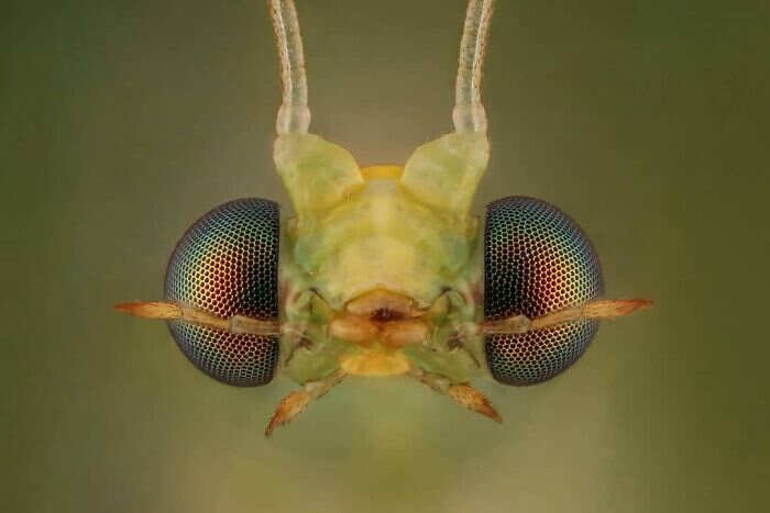 foto macro insetti ragni Mofeed Abu Shalwa foto macro insetti ragni Mofeed Abu Shalwa