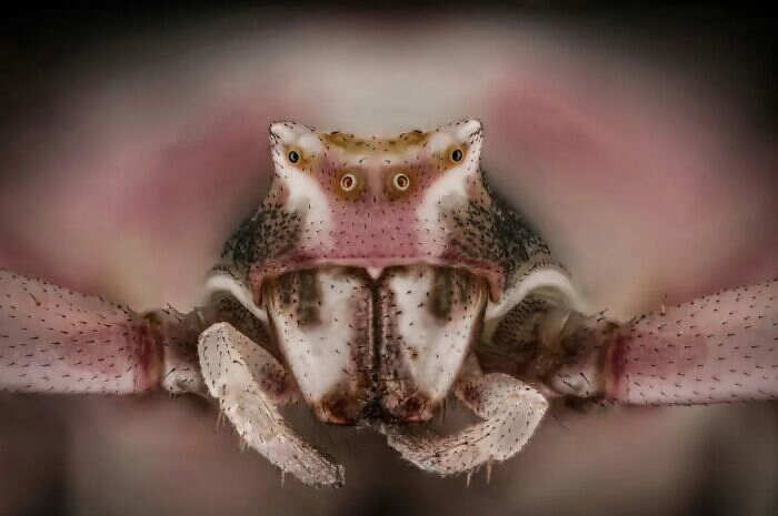 foto macro insetti ragni Mofeed Abu Shalwa foto macro insetti ragni Mofeed Abu Shalwa