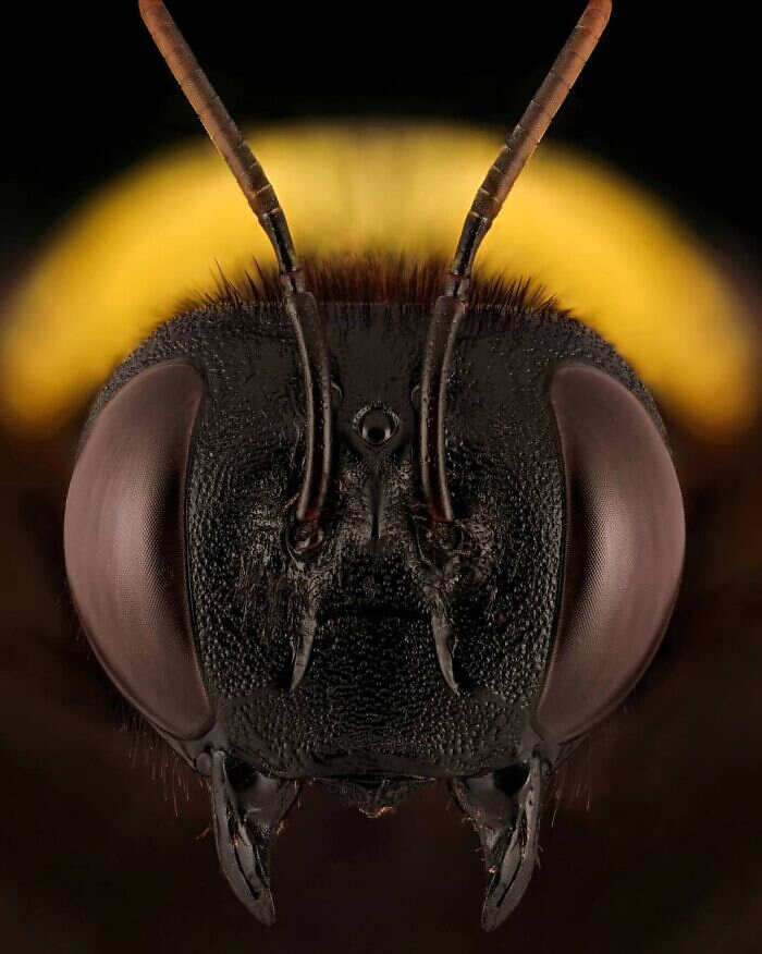 foto macro insetti ragni Mofeed Abu Shalwa foto macro insetti ragni Mofeed Abu Shalwa