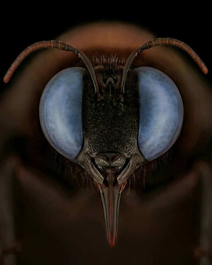 foto macro insetti ragni Mofeed Abu Shalwa foto macro insetti ragni Mofeed Abu Shalwa