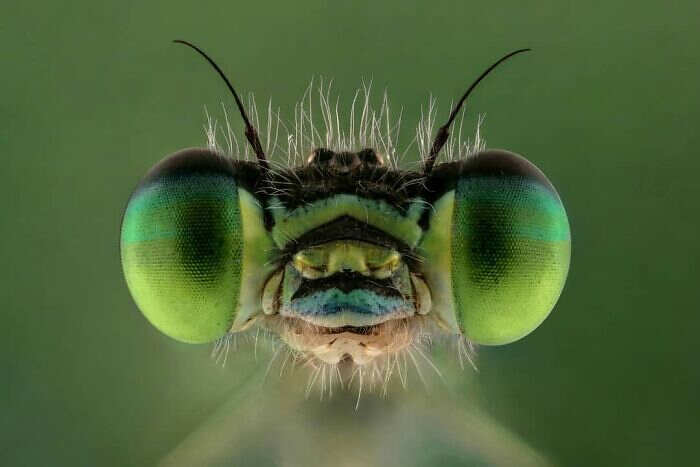 foto macro insetti ragni Mofeed Abu Shalwa foto macro insetti ragni Mofeed Abu Shalwa