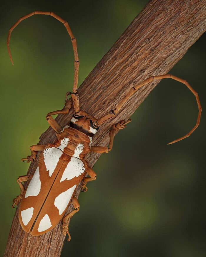 foto macro insetti ragni Mofeed Abu Shalwa foto macro insetti ragni Mofeed Abu Shalwa