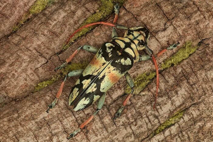 foto macro insetti ragni Mofeed Abu Shalwa foto macro insetti ragni Mofeed Abu Shalwa