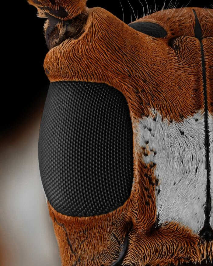 foto macro insetti ragni Mofeed Abu Shalwa foto macro insetti ragni Mofeed Abu Shalwa