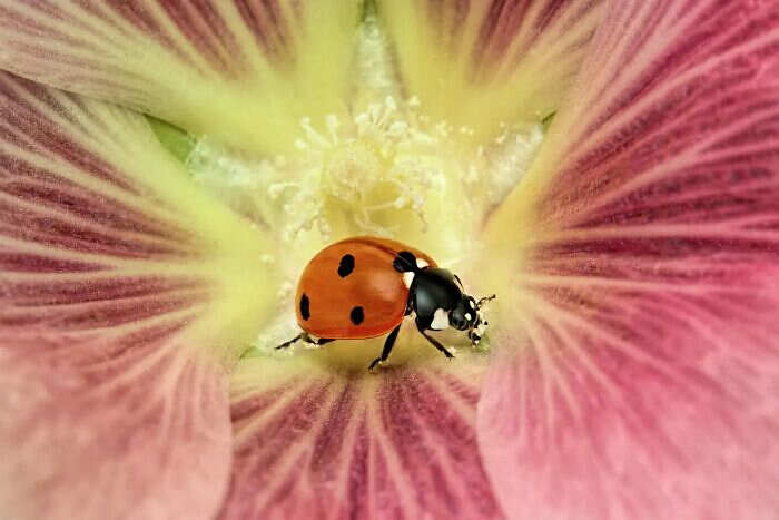 foto macro insetti ragni Mofeed Abu Shalwa foto macro insetti ragni Mofeed Abu Shalwa