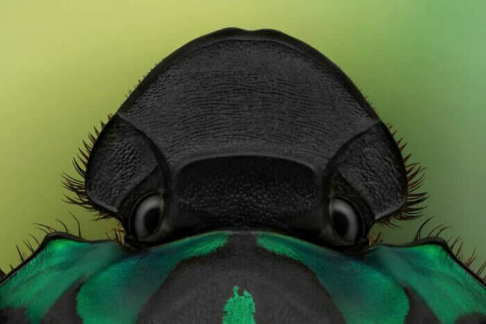 foto macro insetti ragni Mofeed Abu Shalwa foto macro insetti ragni Mofeed Abu Shalwa