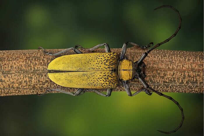foto macro insetti ragni Mofeed Abu Shalwa foto macro insetti ragni Mofeed Abu Shalwa