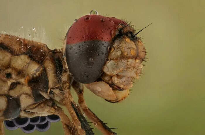 foto macro insetti ragni Mofeed Abu Shalwa foto macro insetti ragni Mofeed Abu Shalwa