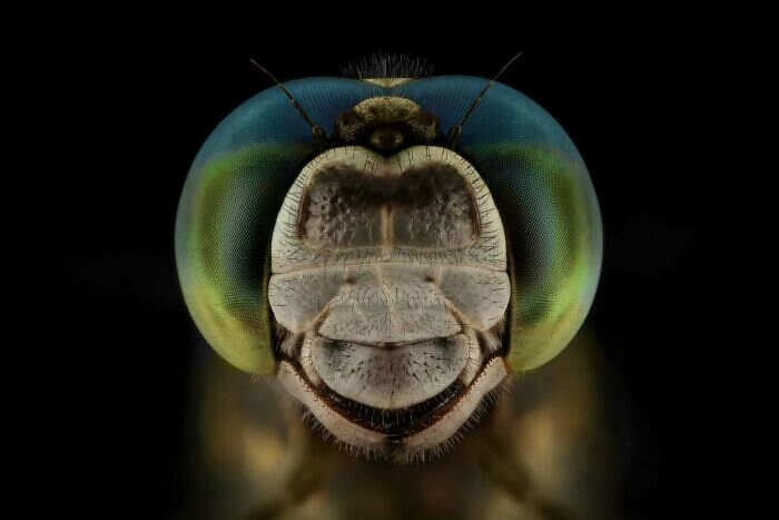 foto macro insetti ragni Mofeed Abu Shalwa foto macro insetti ragni Mofeed Abu Shalwa