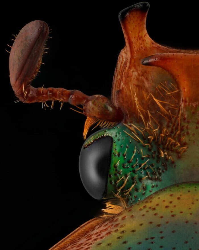 foto macro insetti ragni Mofeed Abu Shalwa foto macro insetti ragni Mofeed Abu Shalwa