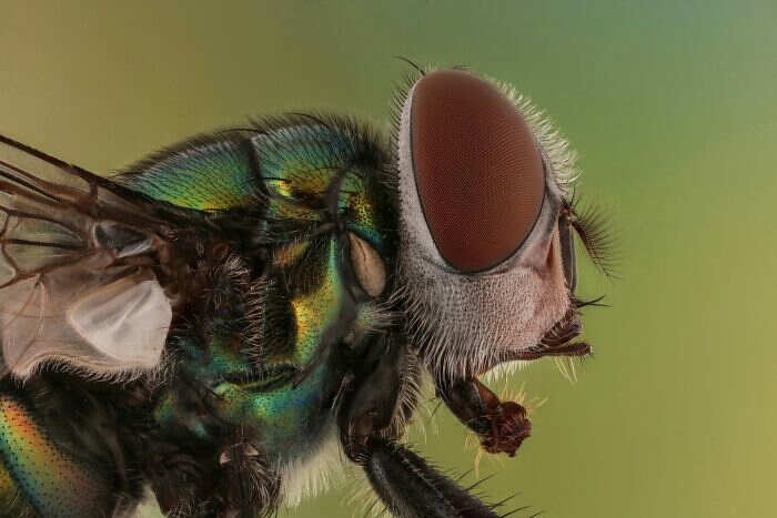 foto macro insetti ragni Mofeed Abu Shalwa foto macro insetti ragni Mofeed Abu Shalwa