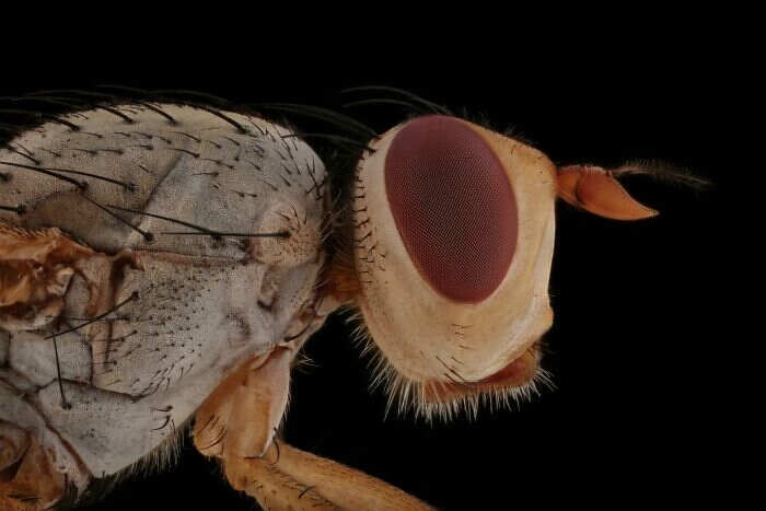 foto macro insetti ragni Mofeed Abu Shalwa foto macro insetti ragni Mofeed Abu Shalwa