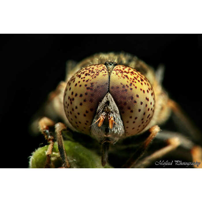 foto macro insetti ragni Mofeed Abu Shalwa foto macro insetti ragni Mofeed Abu Shalwa