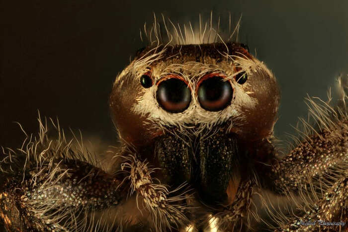foto macro insetti ragni Mofeed Abu Shalwa foto macro insetti ragni Mofeed Abu Shalwa