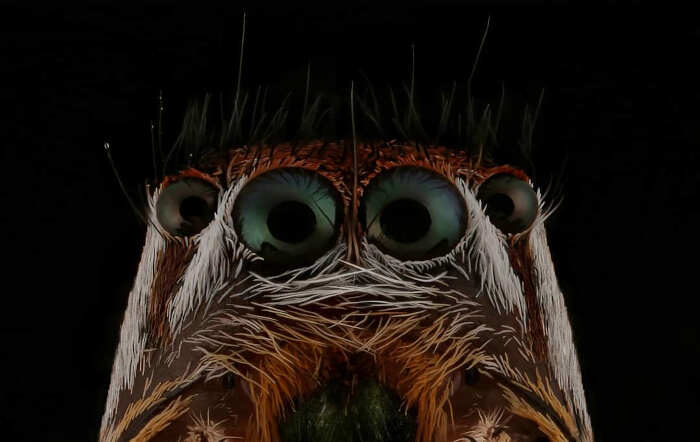foto macro insetti ragni Mofeed Abu Shalwa foto macro insetti ragni Mofeed Abu Shalwa