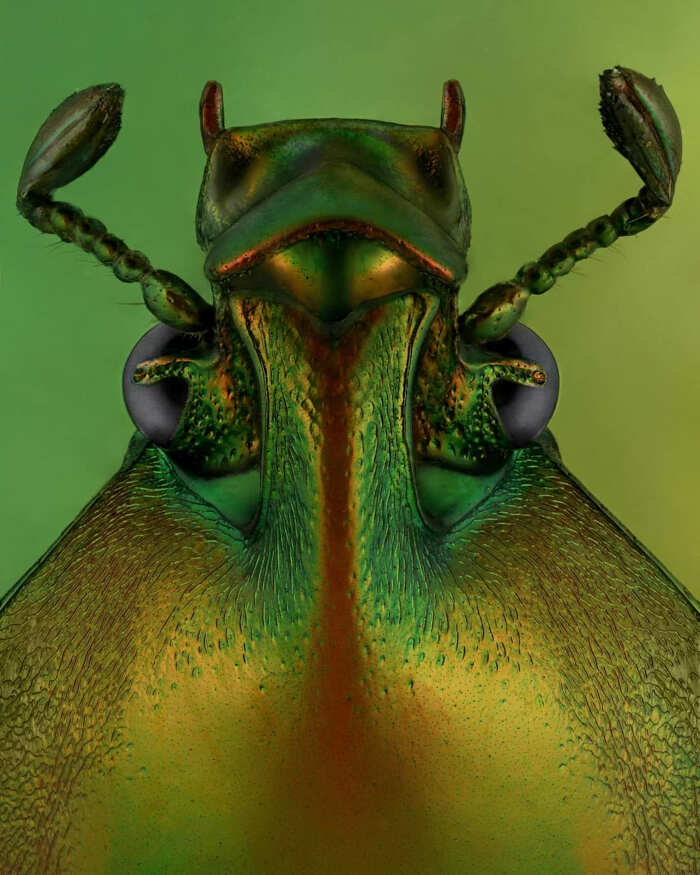 foto macro insetti ragni Mofeed Abu Shalwa foto macro insetti ragni Mofeed Abu Shalwa