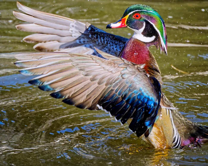 meraviglie natura foto meraviglie natura foto