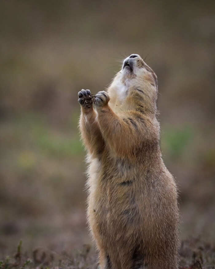 foto divertenti animali nikon comedy wildlife awards foto divertenti animali nikon comedy wildlife awards