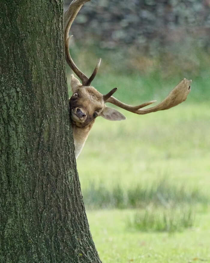 foto divertenti animali nikon comedy wildlife awards foto divertenti animali nikon comedy wildlife awards