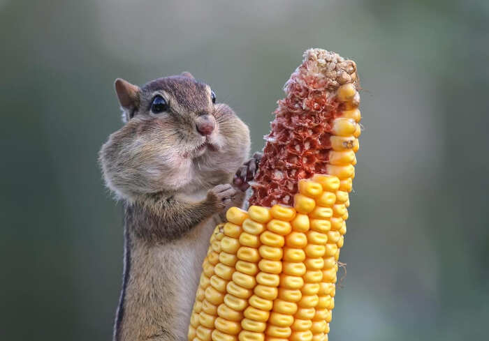 foto divertenti animali nikon comedy wildlife awards foto divertenti animali nikon comedy wildlife awards