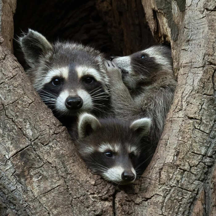 foto divertenti animali nikon comedy wildlife awards foto divertenti animali nikon comedy wildlife awards