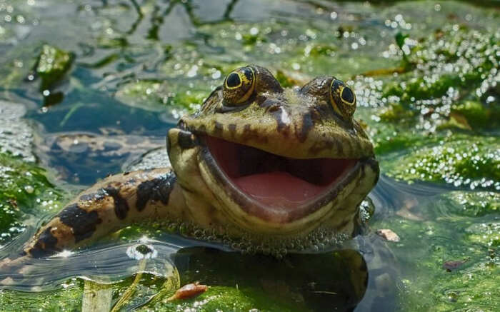 foto divertenti animali nikon comedy wildlife awards foto divertenti animali nikon comedy wildlife awards