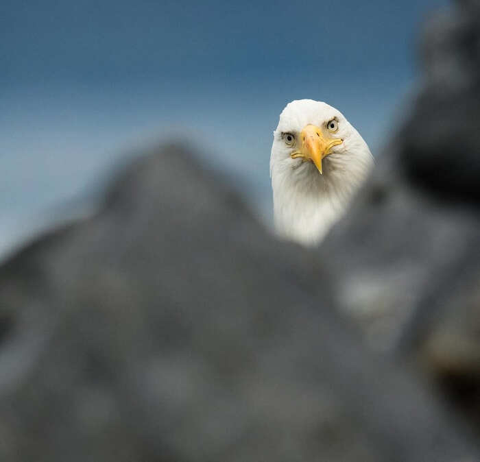 foto divertenti animali nikon comedy wildlife awards foto divertenti animali nikon comedy wildlife awards