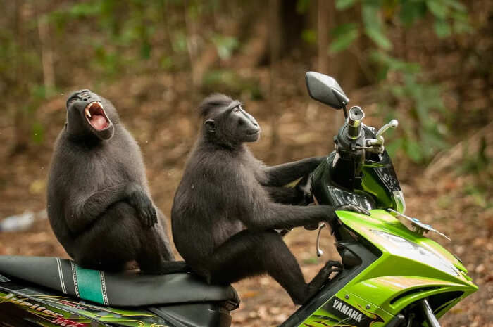 foto divertenti animali nikon comedy wildlife awards foto divertenti animali nikon comedy wildlife awards