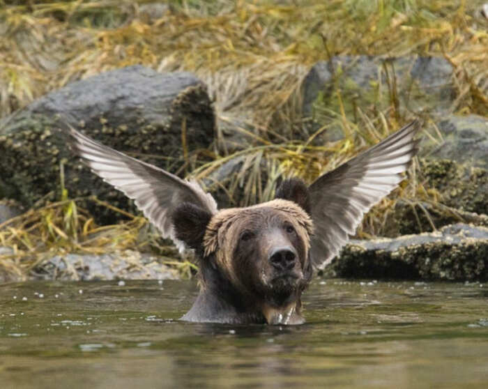 foto divertenti animali nikon comedy wildlife awards foto divertenti animali nikon comedy wildlife awards